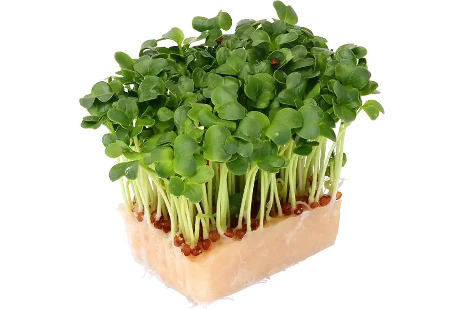 Daikon cress single stuk